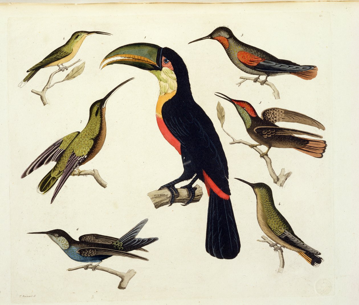 Őshonos madarak, köztük a tukán (középen), Amazonas, Brazília, a „Le Costume Ancien et Moderne” II. kötet 42. táblájából, Jules Ferrario, metszett V. Raineri, kiadva az 1820-as és 30-as évek körül alkotó: Baron Friedrich Alexander von Humboldt