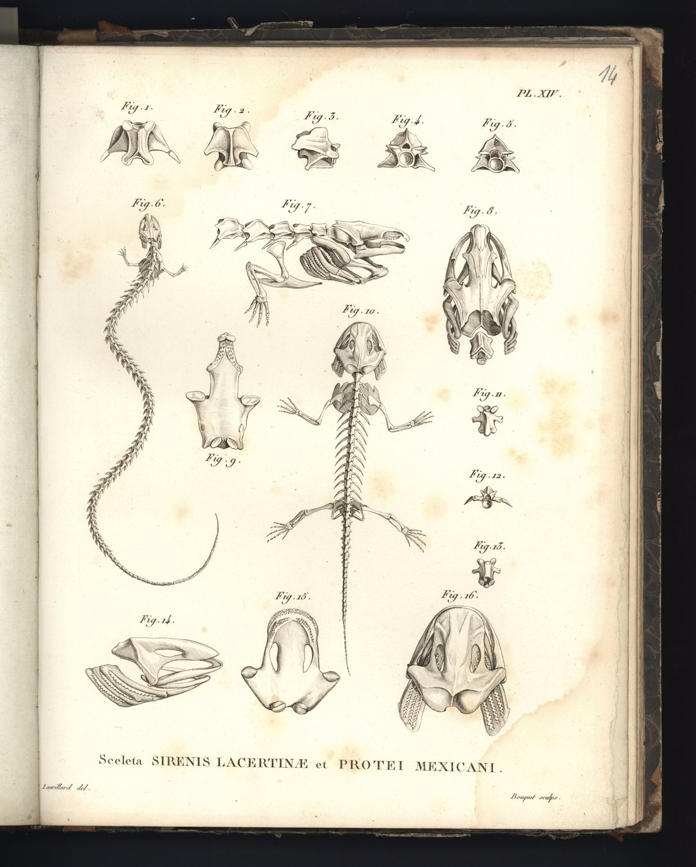 Strenis Lizard és Proteus of Mexico csontvázai, XIV. lemez, A szirenomelia és az axolotl csontjai alkotó: Baron Friedrich Alexander von Humboldt