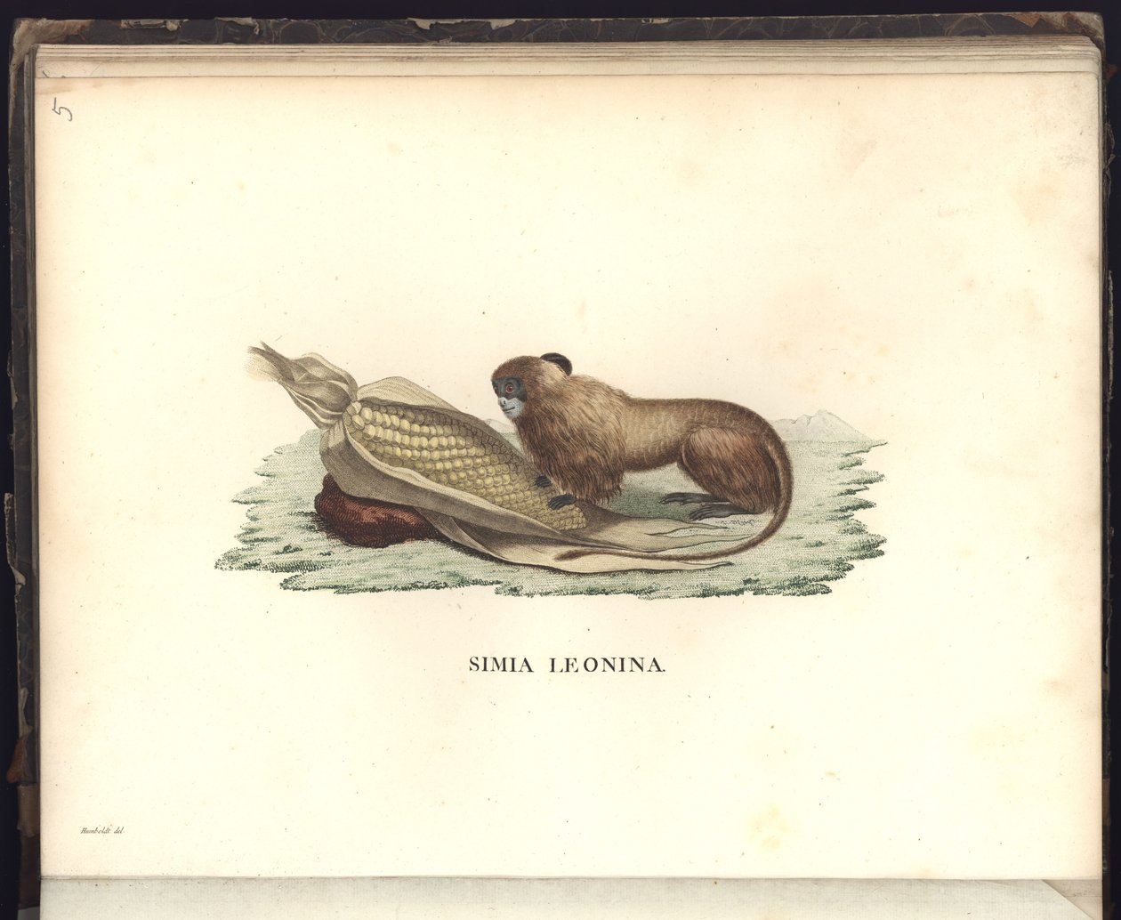 Simia leonina, Pl.V, illusztráció, állattani és összehasonlító anatómiai megfigyelések az új kontinens trópusi országaiba tett utazás során gyűjtött 1799, 1800, 18 években alkotó: Baron Friedrich Alexander von Humboldt