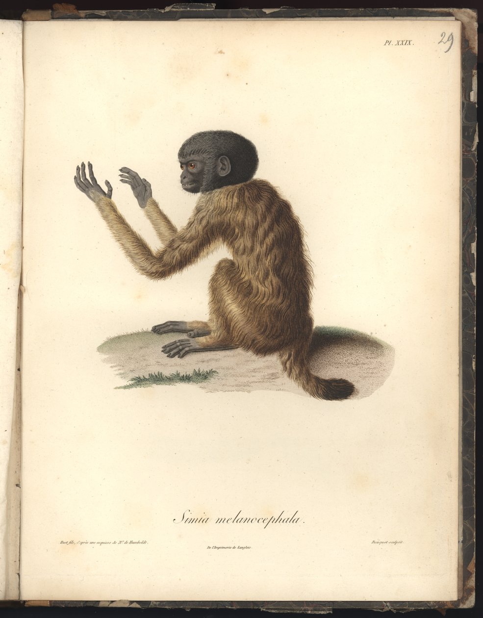 Simia melanocephala, Pl. XXIX, Louis Bouquet (1765-1814) által metszett acél Nicola Huet (1770-1827) metszete után, illusztráció a Recueil dobservation de zoologie et danatomie salīdzināte, fait alkotó: Baron Friedrich Alexander von Humboldt