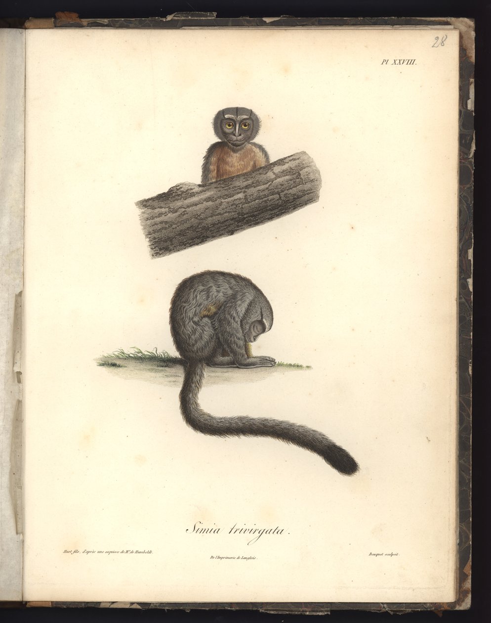 Simia trivirgata, Pl.XXVIII, Louis Bouquet (1765-1814) által metszett acél Nicola Huet (1770-1827) metszete nyomán, illusztráció a „Recueil d