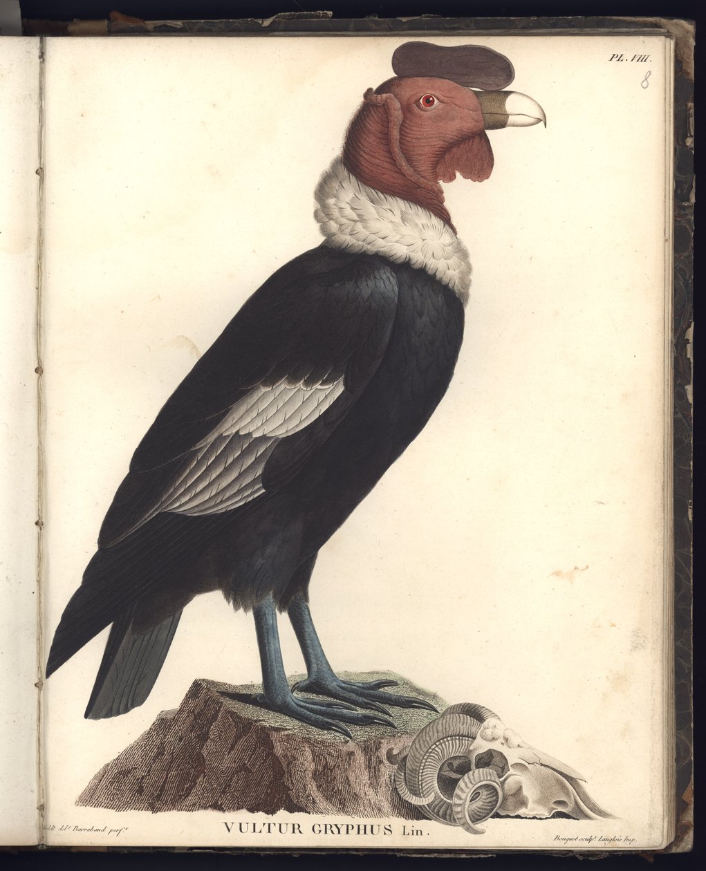 A hím kondor (Vultur gryphus, LIN.), VIII. ábra, illusztráció az "Observations from Zoology and Comparative Anatomy Collected on a Journey to the Tropical Lands of the New Continent" című könyvből, i alkotó: Baron Friedrich Alexander von Humboldt