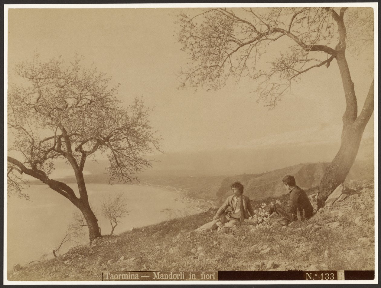 Virágzó mandula, Taormina alkotó: Baron Wilhelm von Gloeden