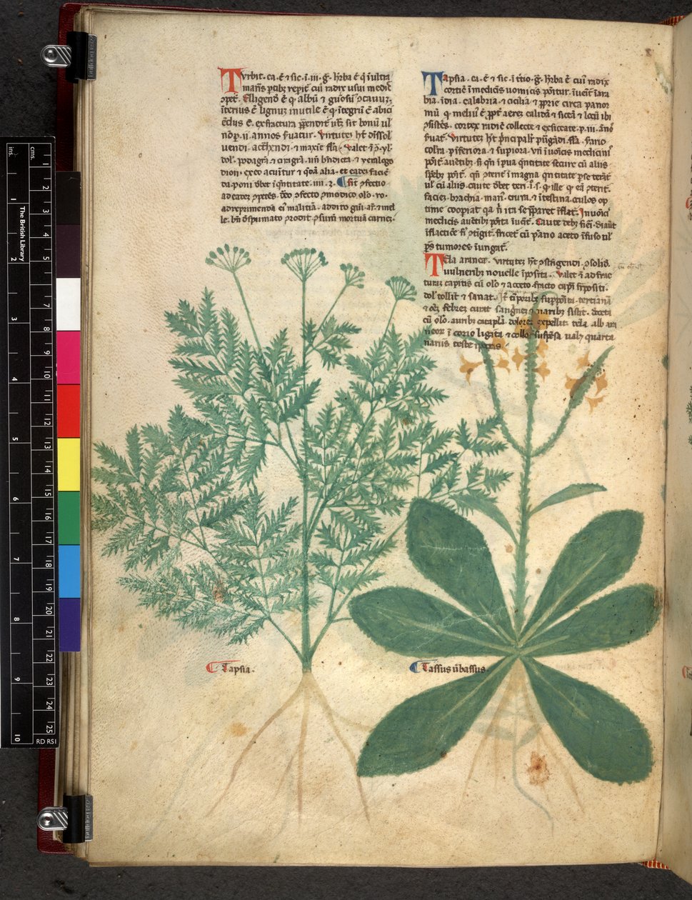 Egerton 747 f.101v Értekezés a gyógynövényekről, 1280-1310 körül (tinta és színes pergamen) alkotó: Bartholomaei Mini de Senis