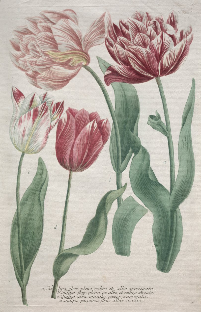 Tulipánok alkotó: Bartholomaus Seutter