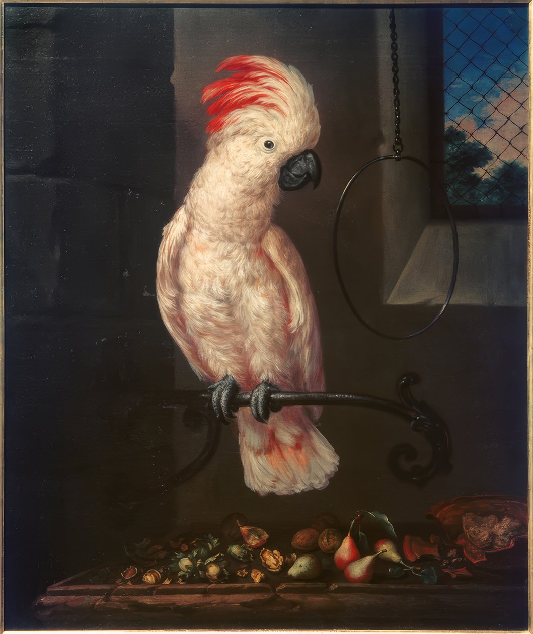 Fehér papagáj alkotó: Bartolomeo Bimbi