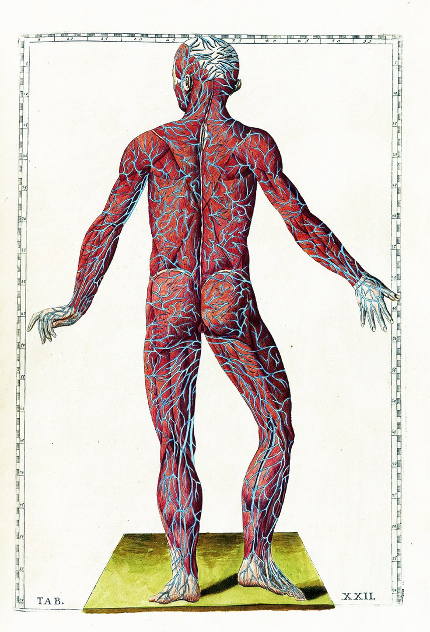 Tabulae anatomicae alkotó: Bartolomeo Eustachi