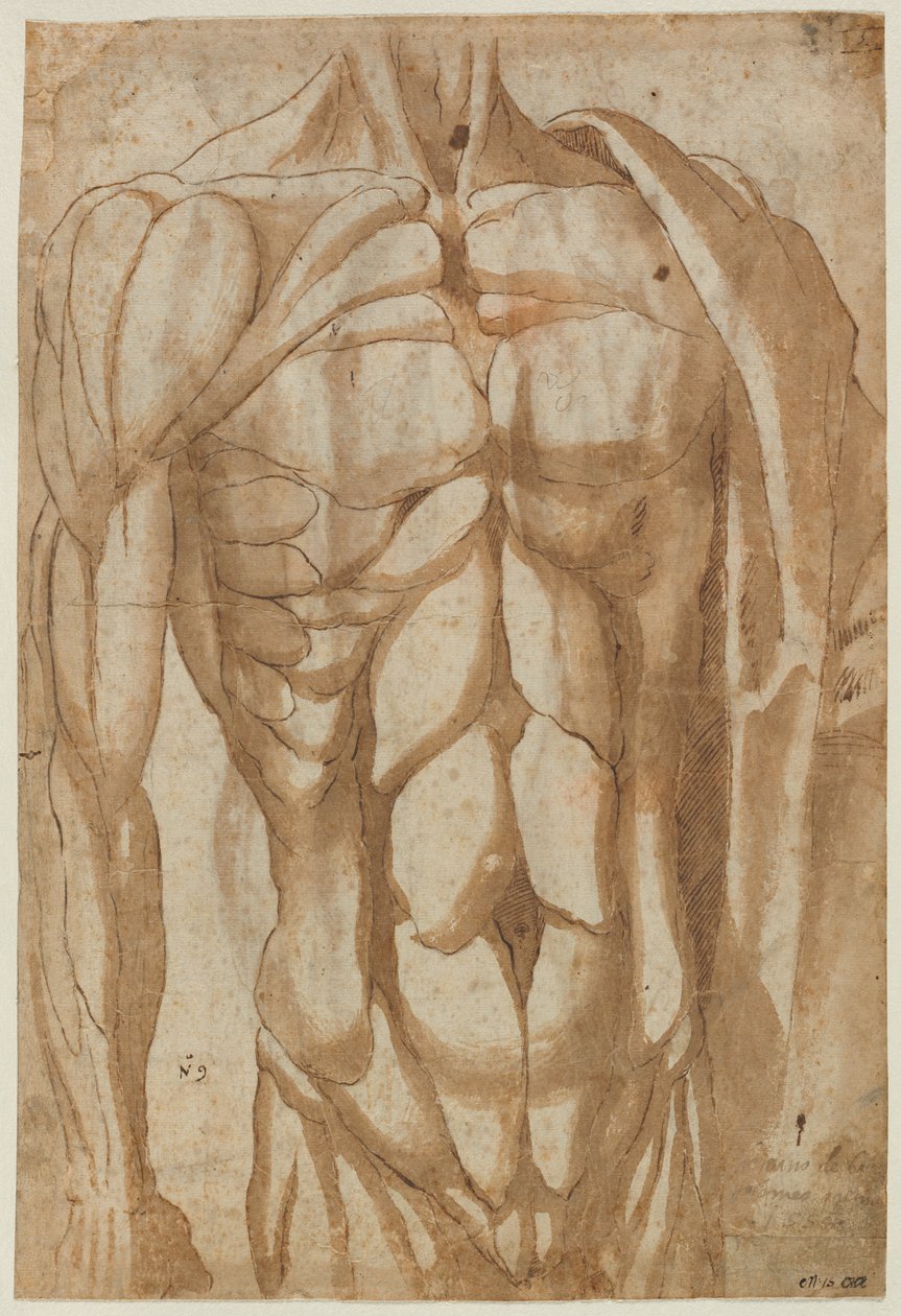 Tanulmány egy lenyírt torzóról, 1554. alkotó: Bartolommeo da Arezzo