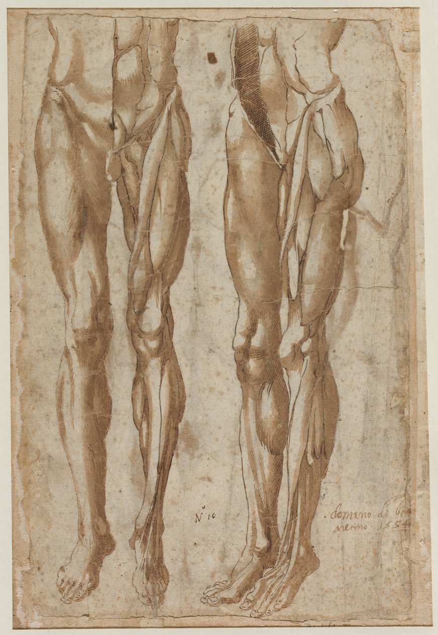 Két tanulmány egy lenyúzott emberről (recto) alkotó: Bartolommeo da Arezzo