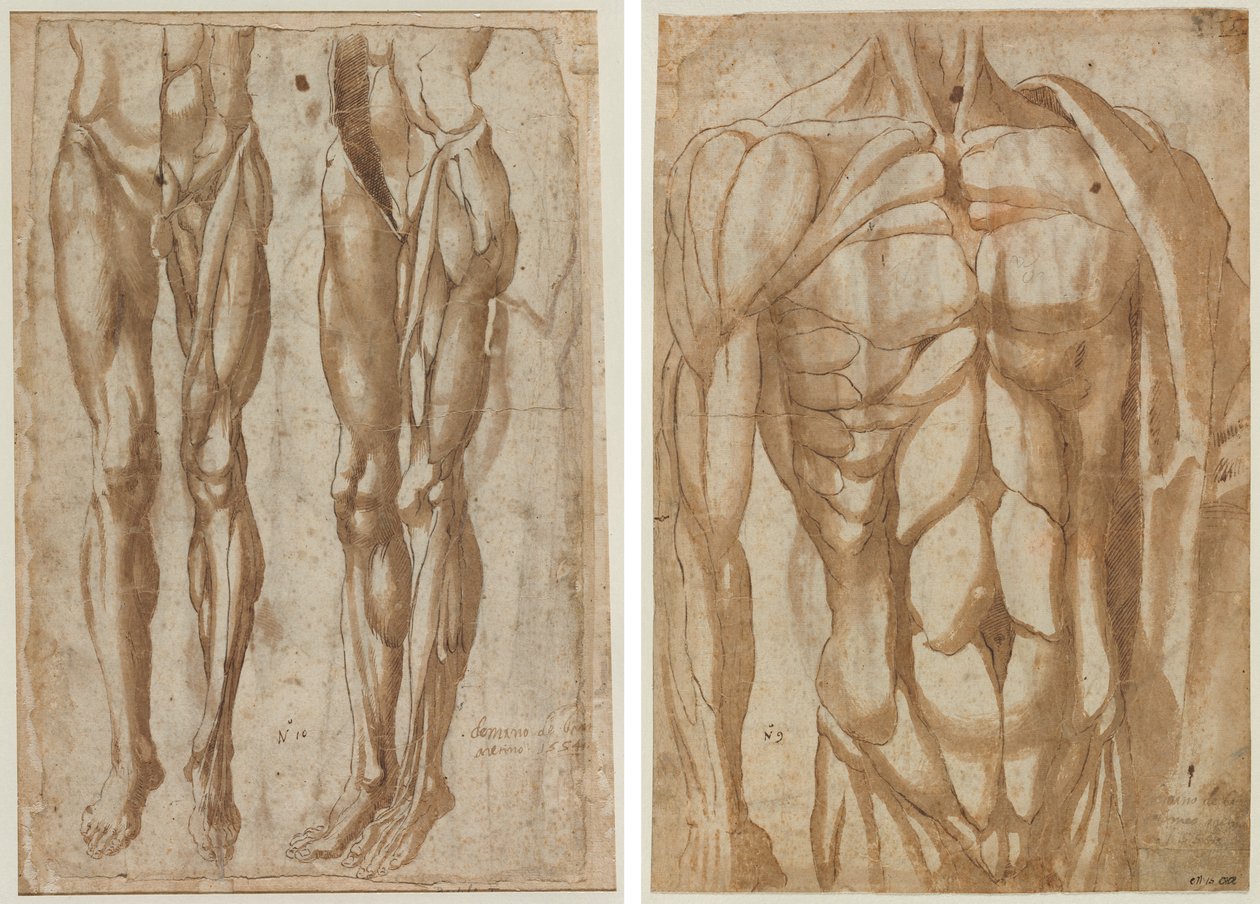 Két tanulmány egy lenyúzott emberről (recto) Tanulmány egy lenyúzott törzsről (verso) alkotó: Bartolommeo da Arezzo