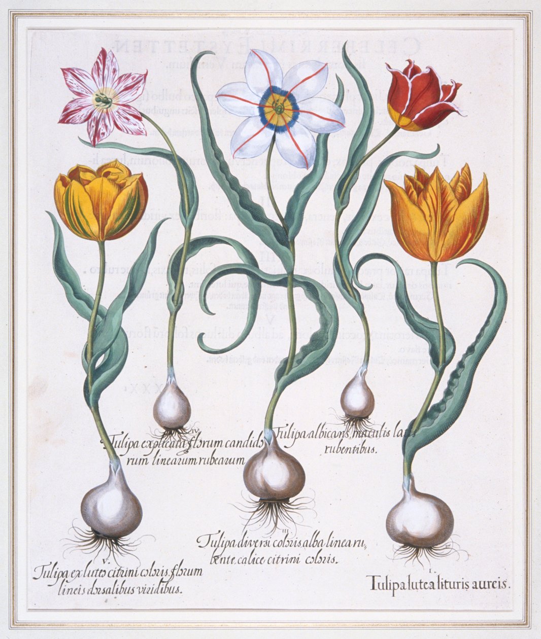 Tulipa Lutea Lituris Aureis, Törött sárga sylvestris típusú tulipán, 1613. alkotó: Basil Besler