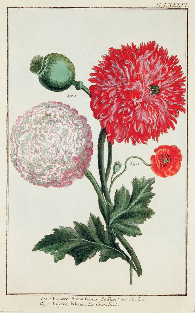 Papaver somniferum és Papaver rheas a német iskola által vésett 18. század alkotó: Basilius Besler