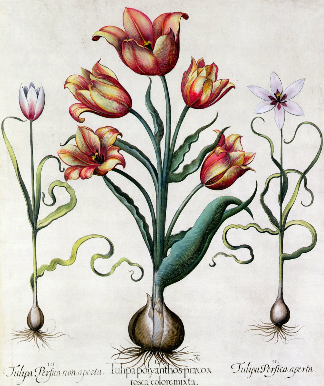 Tulip Perfect No open, Tulipán Polyanthos Pracox, Tulip Perfect nyitott német iskola gravírozása 17. század alkotó: Basilius Besler