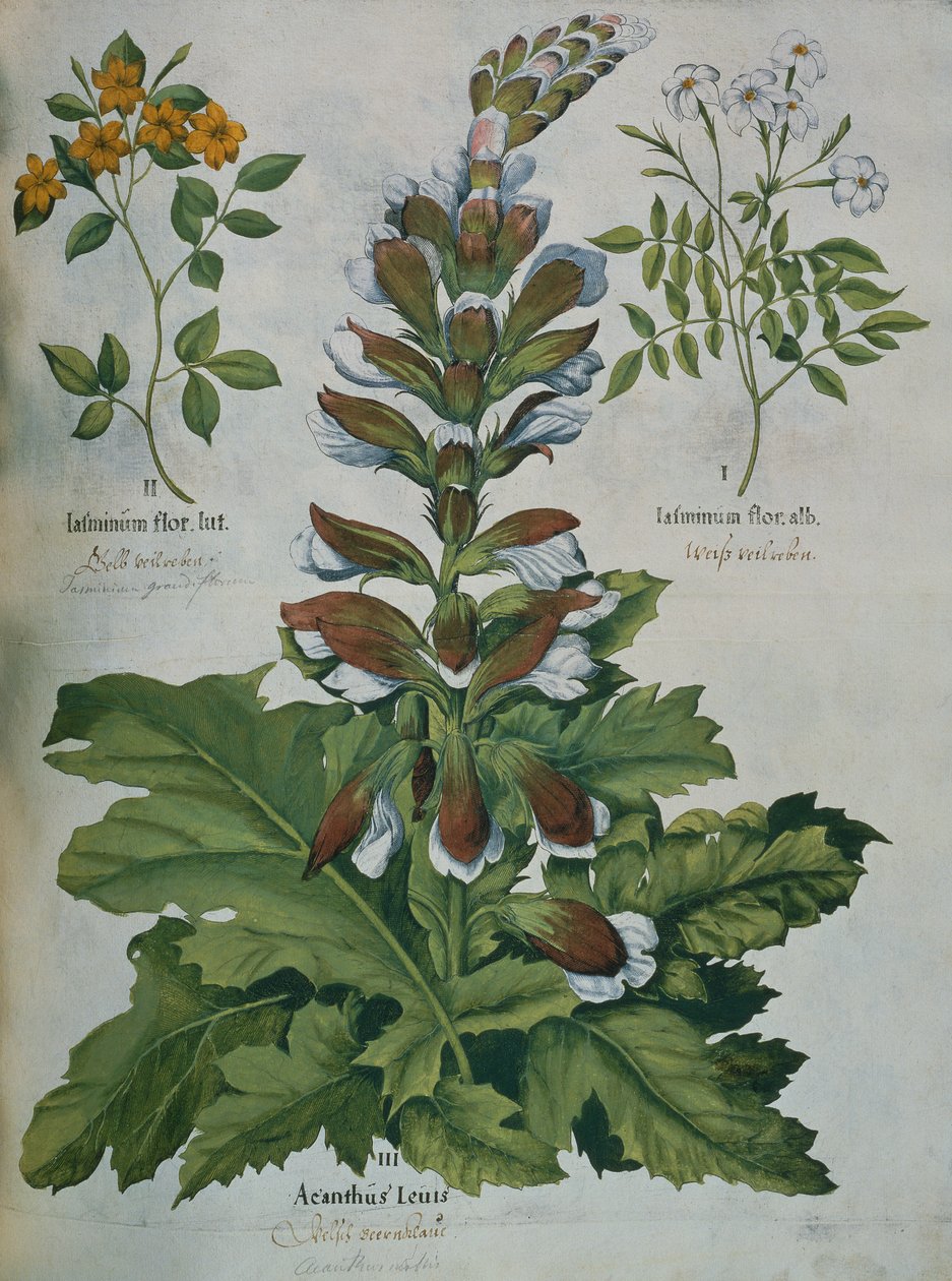 Levél Besler Hortus Eystettensis című művéből (színes metszet) alkotó: Basilius Besler