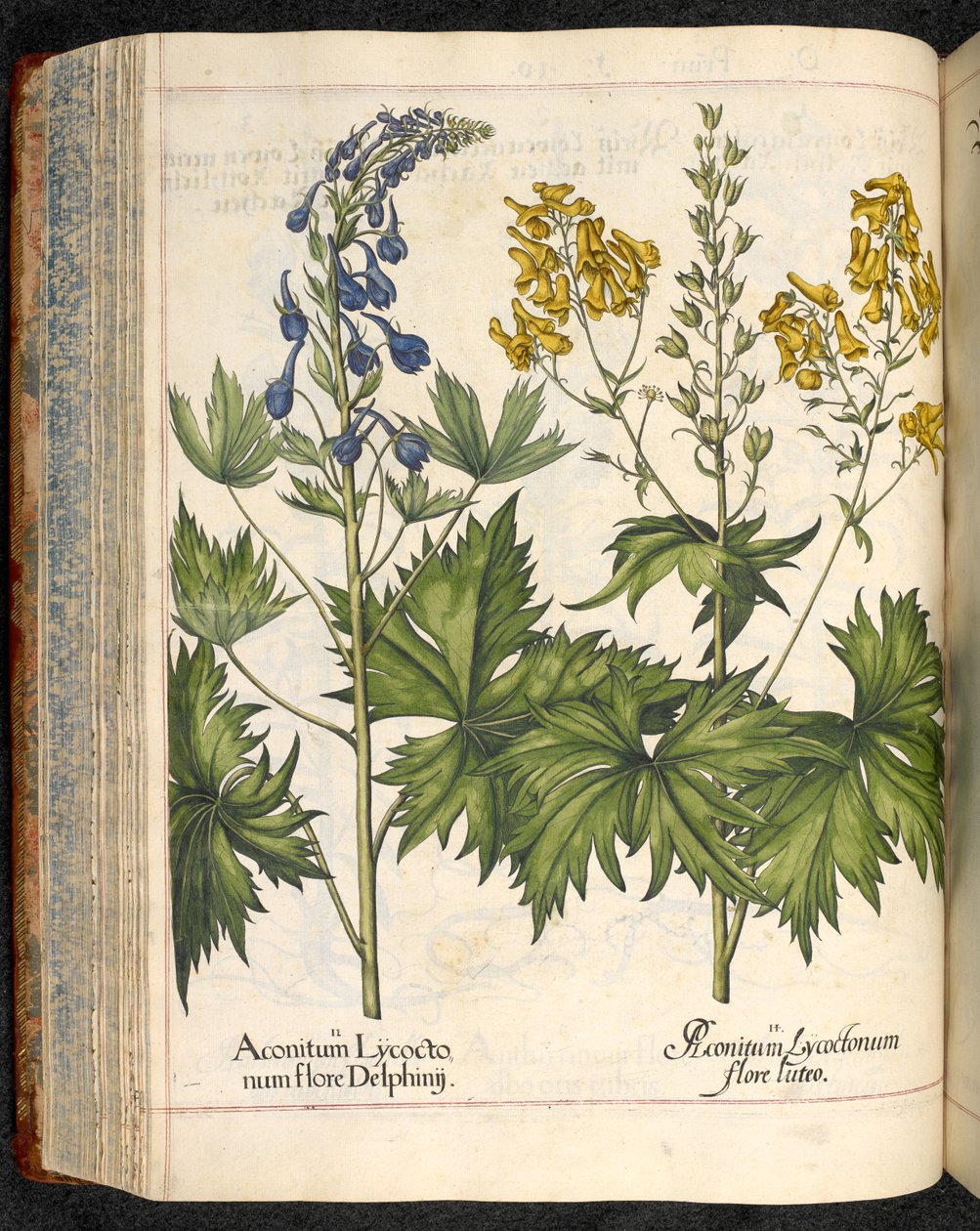 Aconitum lycoctonum (Wolfsbane) a Hortus Eystettensisből, Basilius Besler alkotó: Basilius Besler