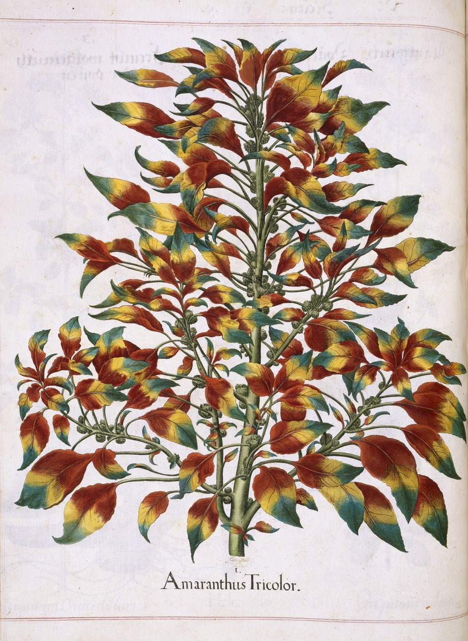 Amaranthus Tricolor, a "Hortus Eystettensis"-ből alkotó: Basilius Besler