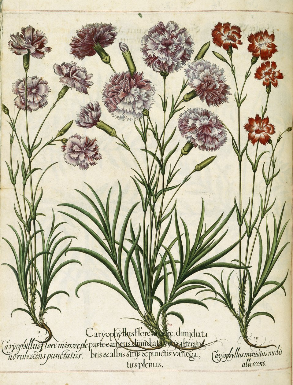 Caryophyllus, a „Hortus Eystettensis”-ből alkotó: Basilius Besler