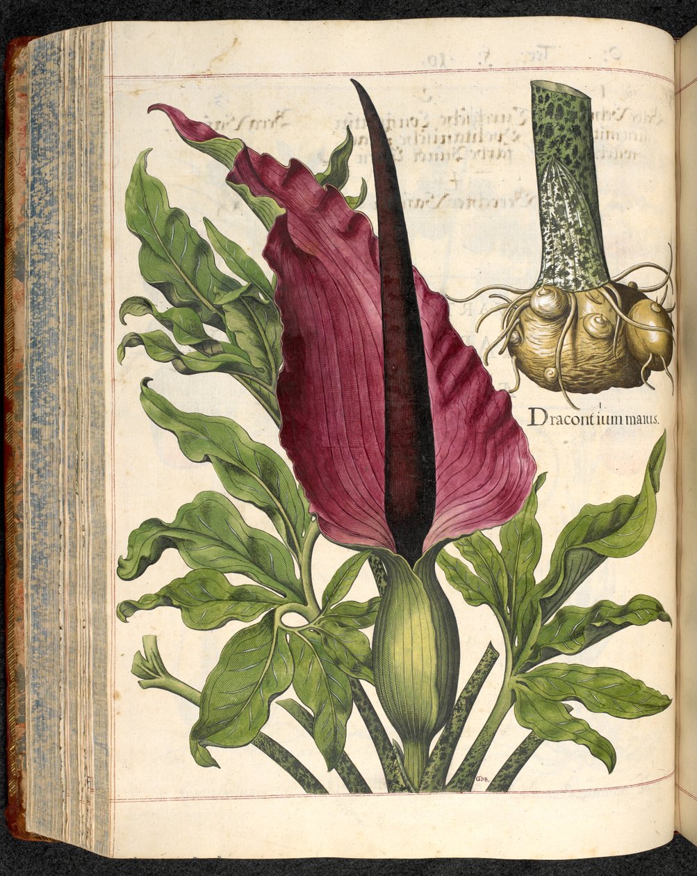 Dracontium Maius, a Hortus Eystettensisből, Basilius Besler alkotó: Basilius Besler