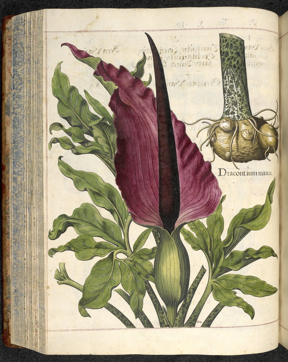 Dracontium Maius, illusztráció a 