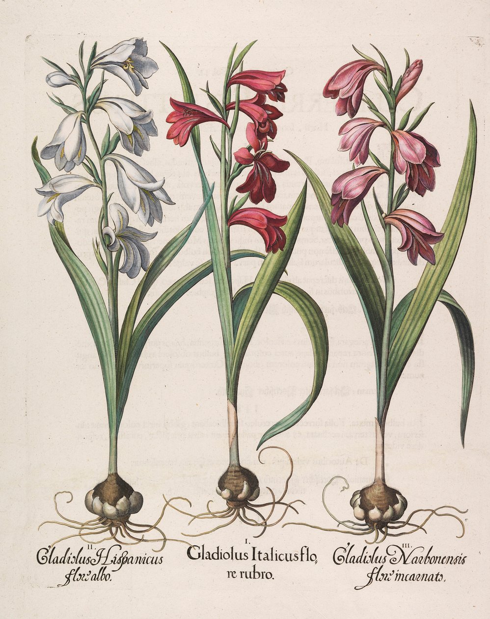 Gladiolus italicus piros virág, 1613 alkotó: Basilius Besler