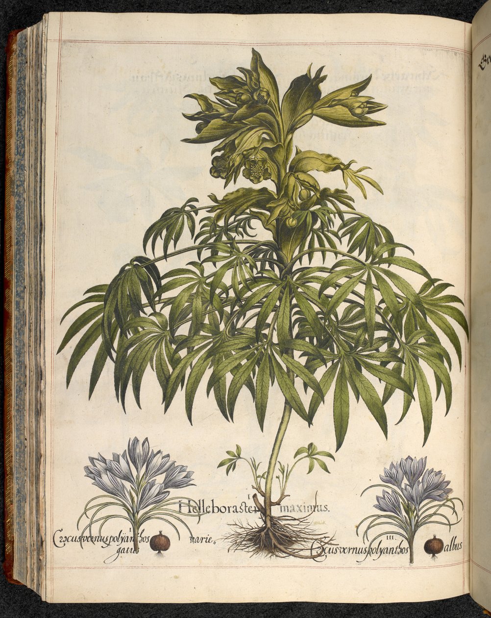 Helleboraster maximus, Hortus Eystettensistől, ...Basilius Besler alkotó: Basilius Besler