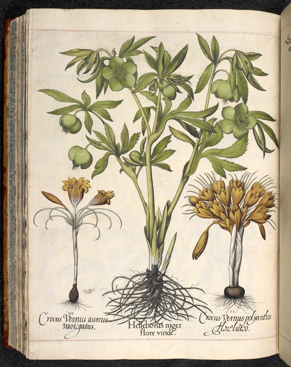 Helleborus niger, Crocus vernus, a Hortus Eystettensisből, Basilius Besler alkotó: Basilius Besler