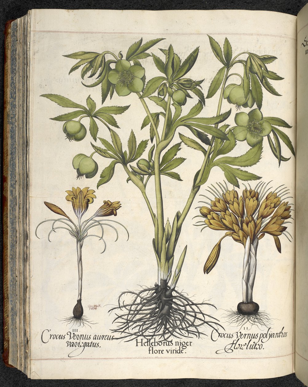 Helleborus niger, Illusztráció a 