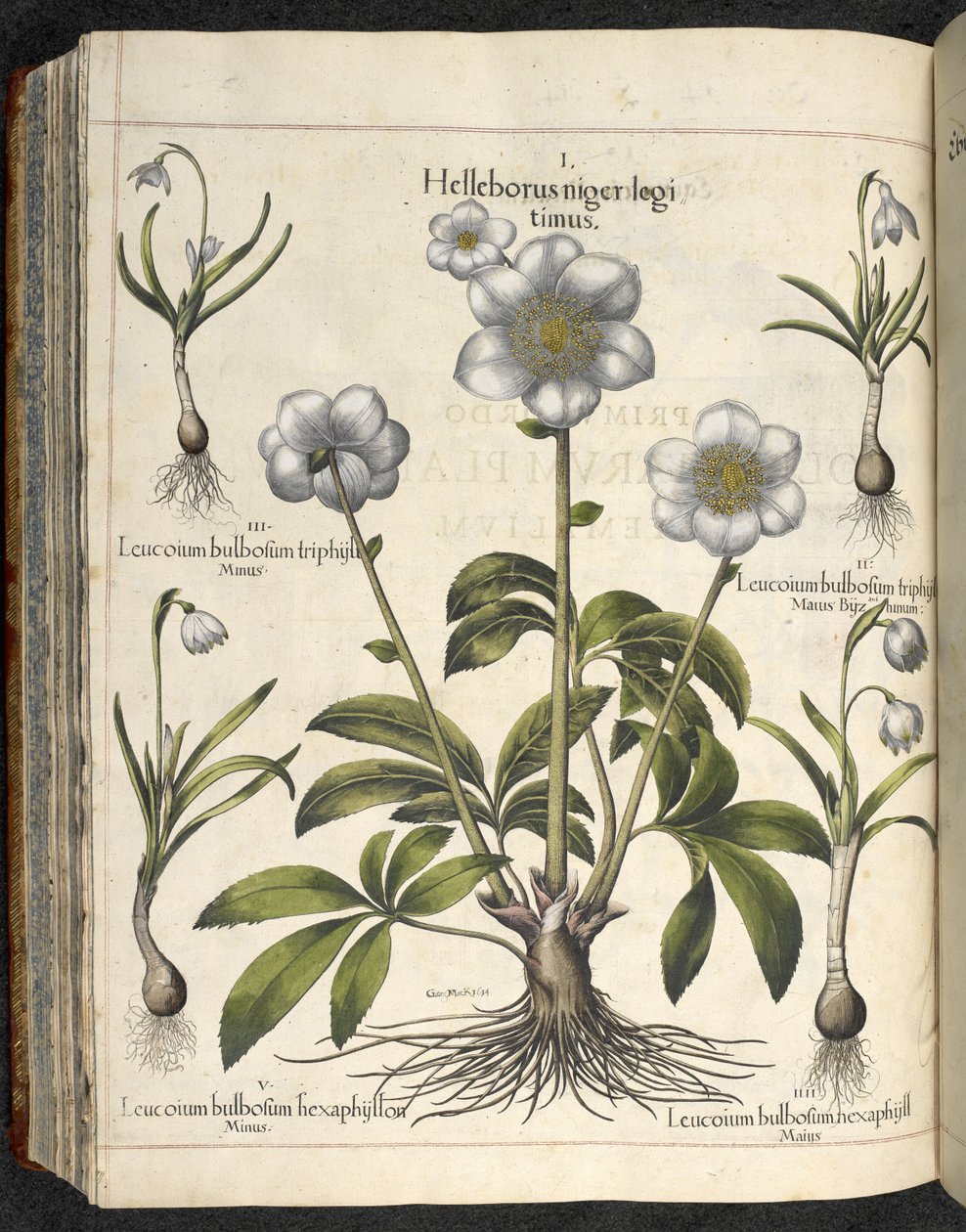 Helleborus niger, Illusztráció a 