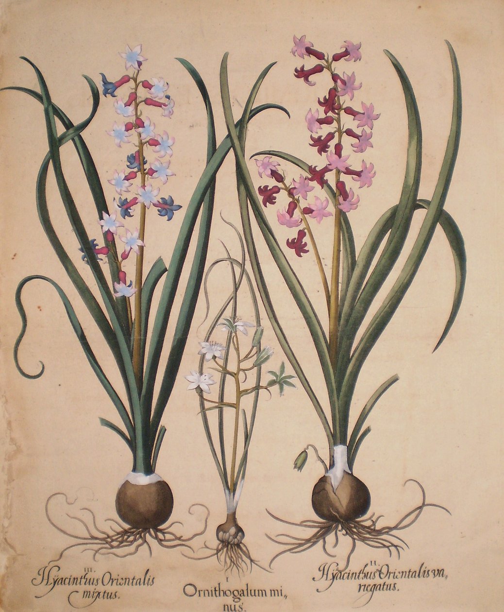 Hyacinthus orientalis mixtus-Ornithogalum minus-Hyacinthus orientalis veriegatus alkotó: Basilius Besler