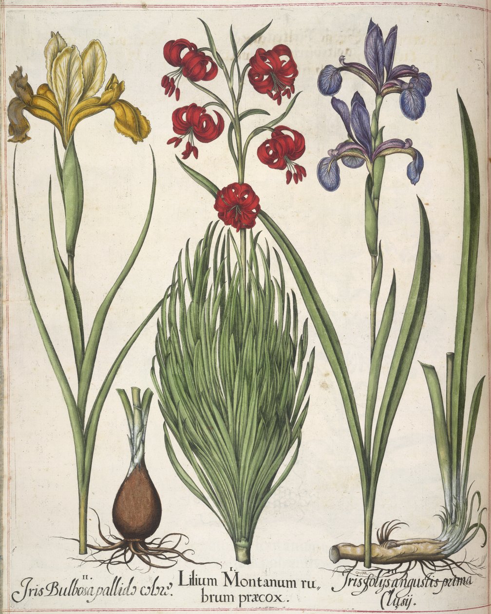 Iris, a "Hortus Eystettensis"-ből alkotó: Basilius Besler