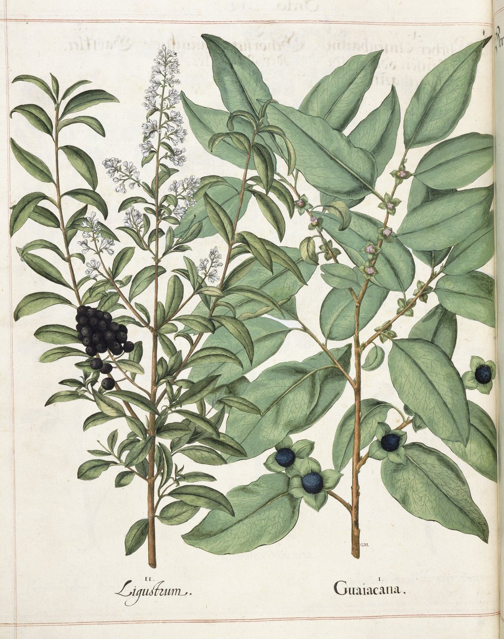 Ligustrum és Guiacana, a „Hortus Eystettensis”-től alkotó: Basilius Besler