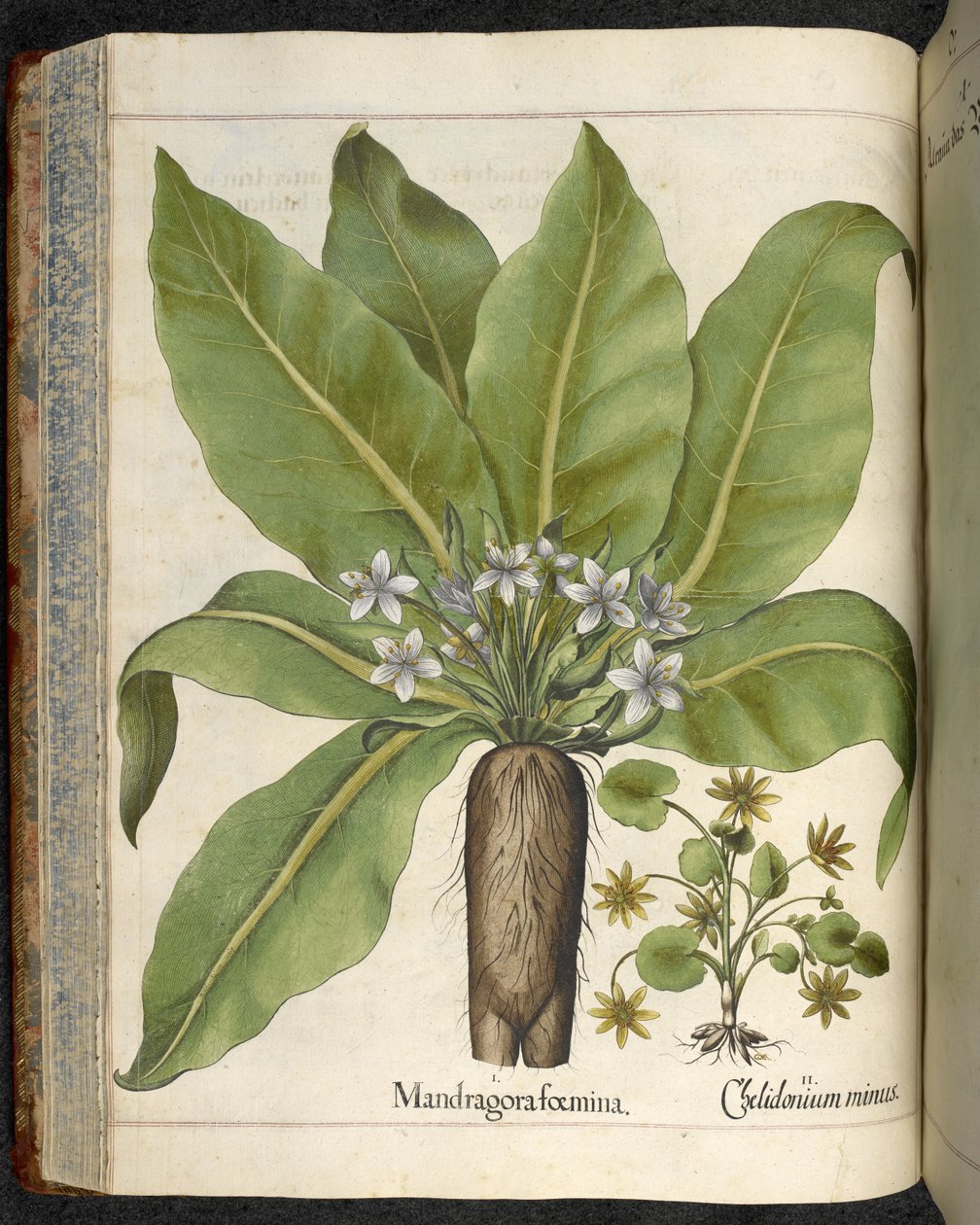 Mandragora Mandragora femina, illusztráció a 