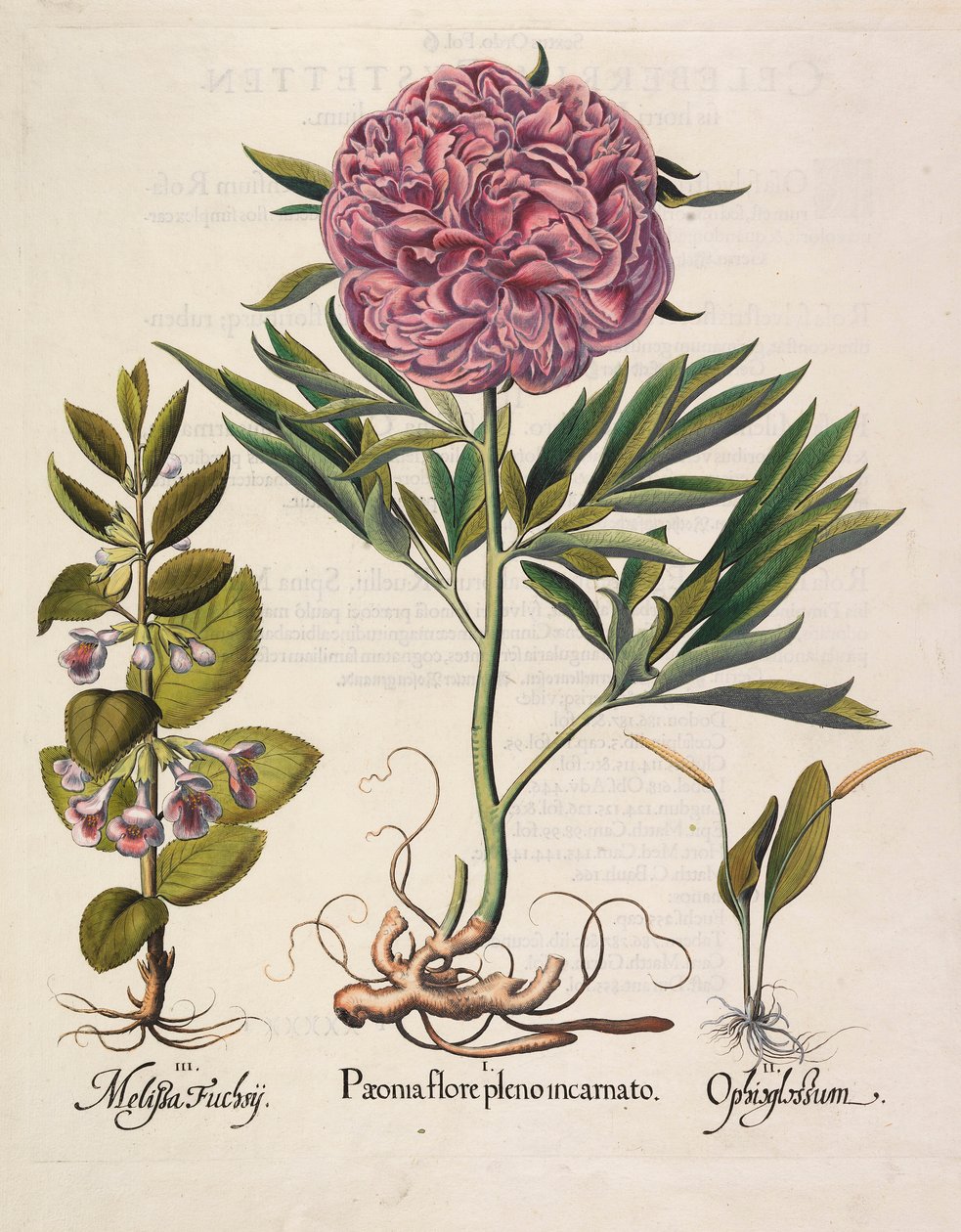 Paeonia teljes virágzásban, 1613 alkotó: Basilius Besler