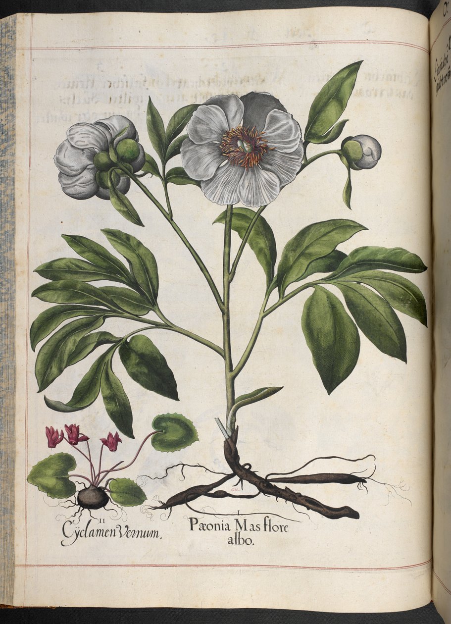 106. tábla: Cyclamen Vernum, Paonia Mas flore albo, Hortus Eystettensis, Basilius Besler alkotó: Basilius Besler