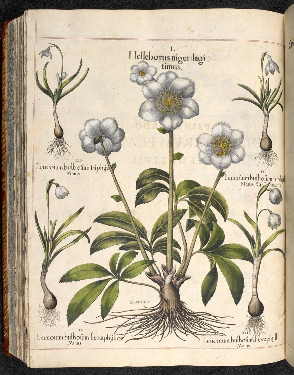 29. tábla: Fekete Helleborus...   Eystetten kertje,...  Basil Besler alkotó: Basilius Besler