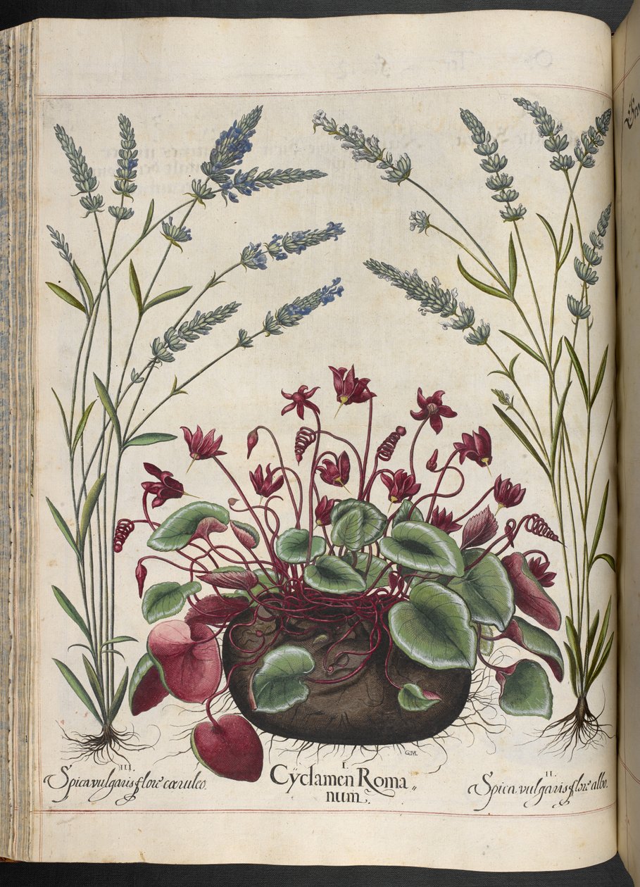347. tábla: Cyclamen Romanum, Hortus Eystettensisből, Basilius Besler alkotó: Basilius Besler