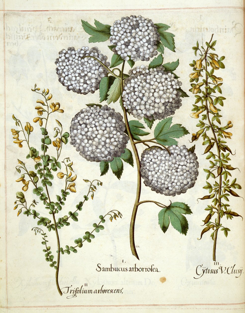 Elder, Trillium és Cytisus, a Hortus Eystettensisből alkotó: Basilius Besler