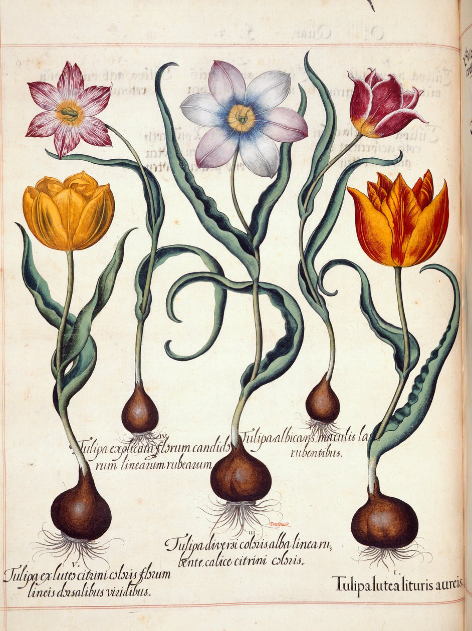Tulipánok, a "Hortus Eystettensis"-ből alkotó: Basilius Besler