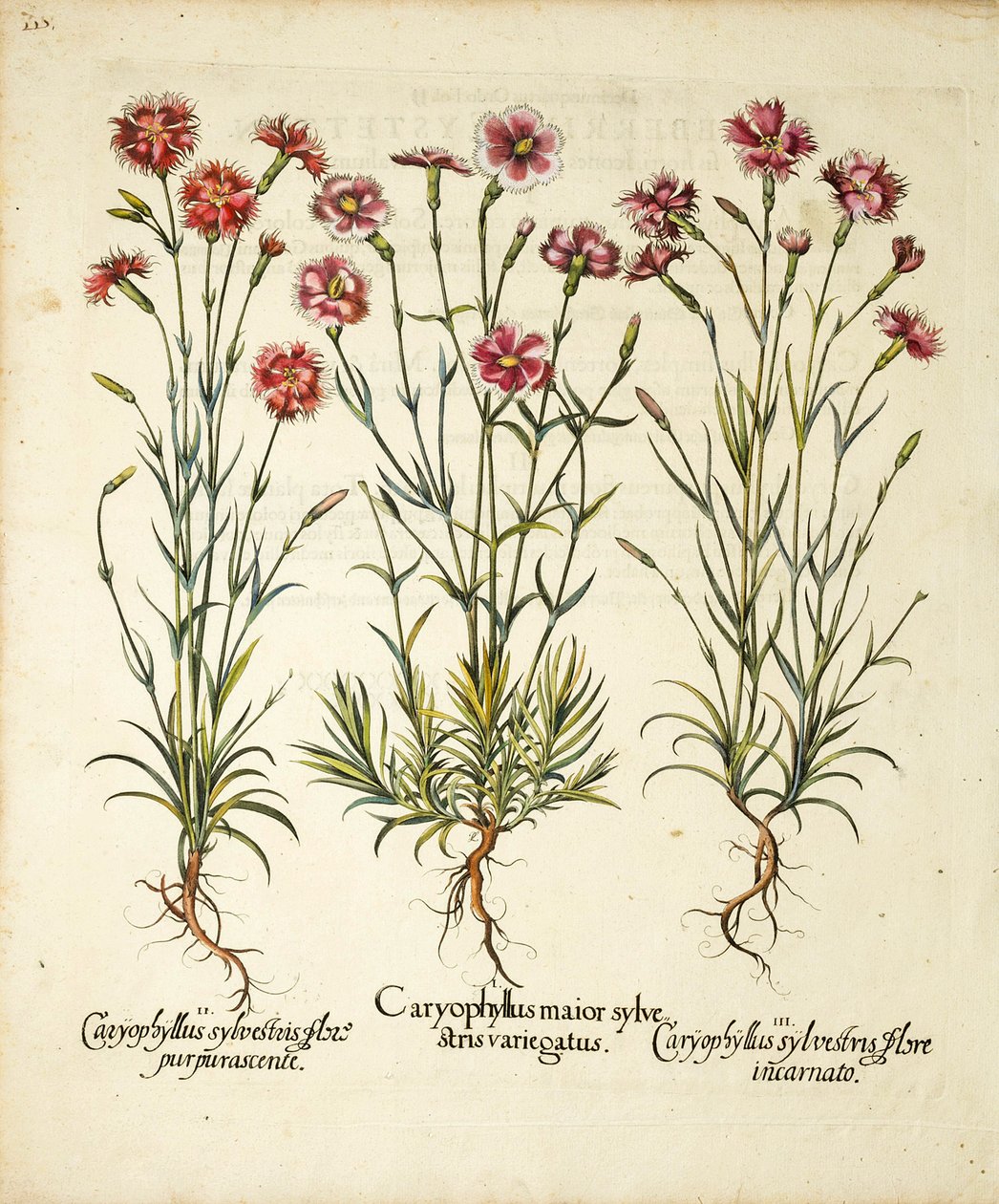 A Caryophyllus Sylvestris fajtái a Hortus Eystettensisben, 1613 alkotó: Basilius Besler