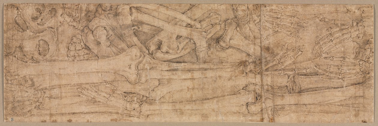 Arm Bones, 1540-es évek eleje. alkotó: Battista Franco