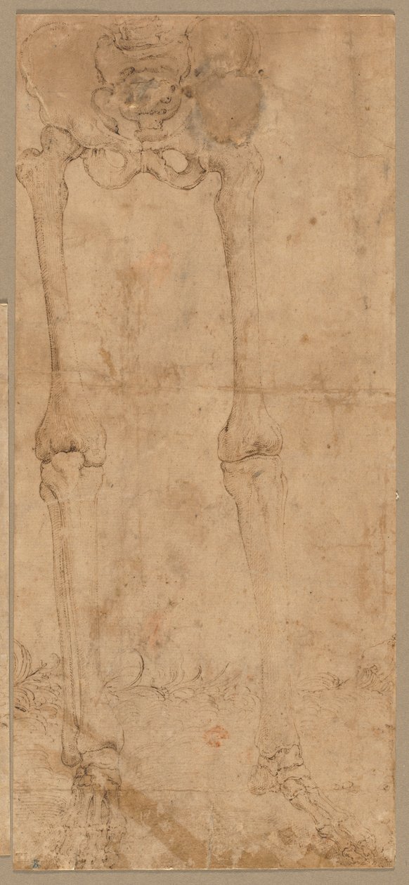 A csontváz alsó fele elölről, 1540-es évek eleje. alkotó: Battista Franco