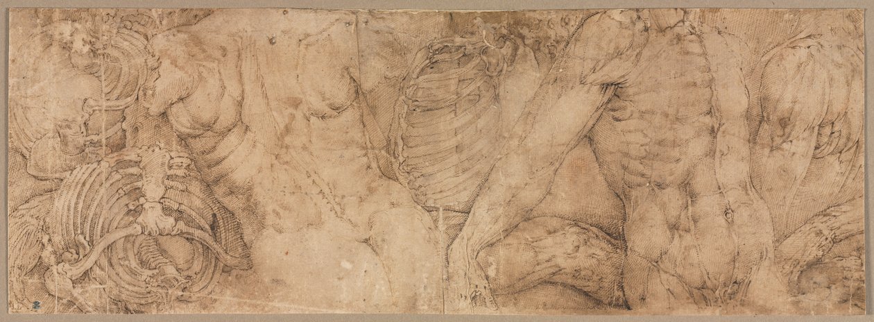 Torzók bordaketrecekkel, 1540-es évek eleje. alkotó: Battista Franco