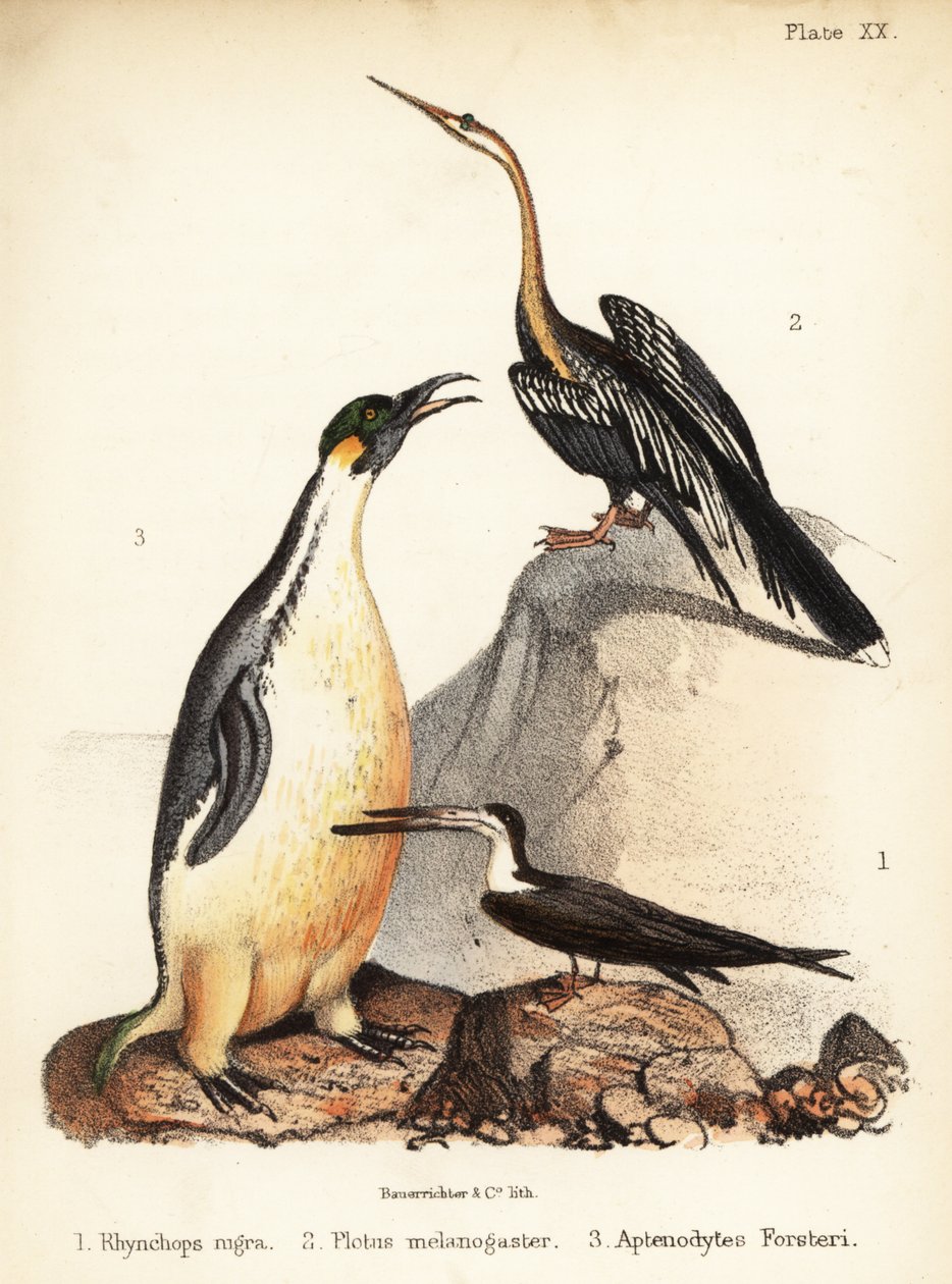 Fekete skimmer, keleti nyilas és császárpingvin. 1855 (kőnyomat) alkotó: Bauerrichter
