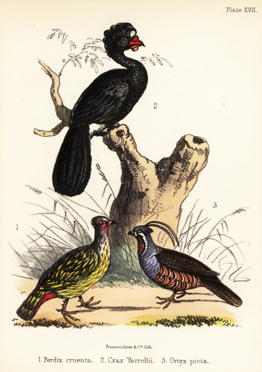 Vérfácán, fürtös kurassó és hegyi fürj. 1855 (kőnyomat) alkotó: Bauerrichter