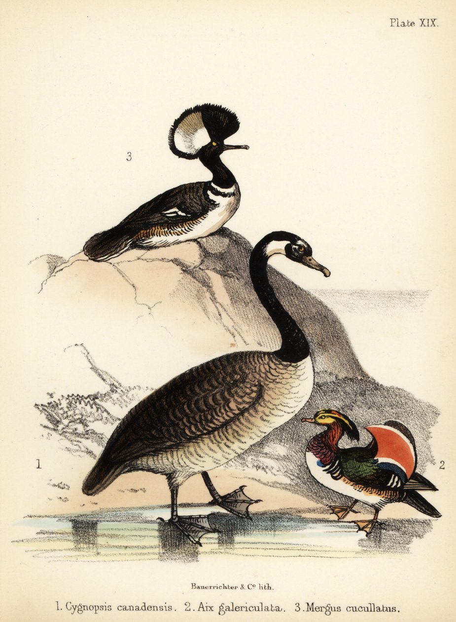 Kanadai liba, mandarin kacsa és csuklyás réce. 1855 (kőnyomat) alkotó: Bauerrichter