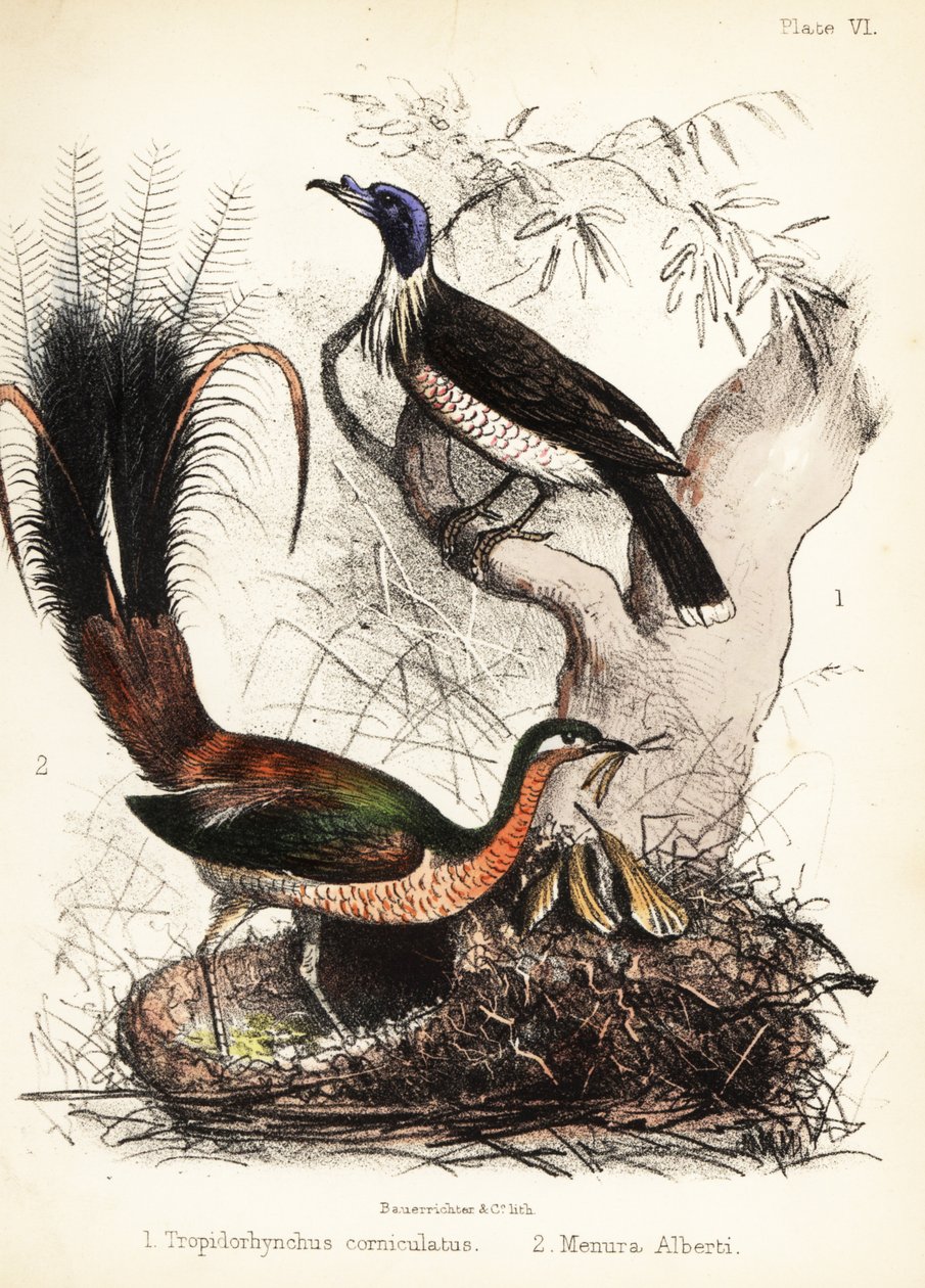 Friarbird és lyrebird. 1855 (kőnyomat) alkotó: Bauerrichter