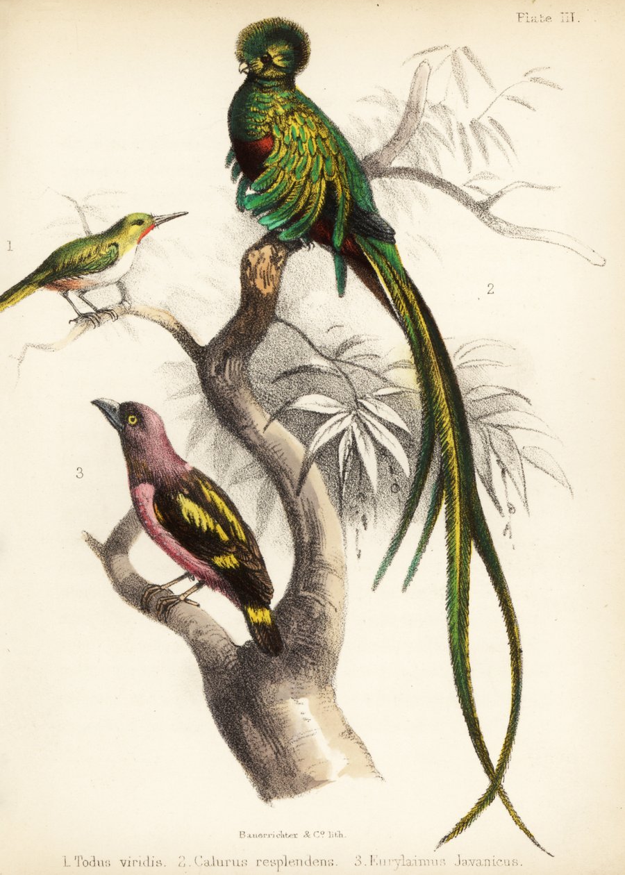 Jamaicai tody, respendens quetzal és sávos szélescsőrű. 1855 (kőnyomat) alkotó: Bauerrichter