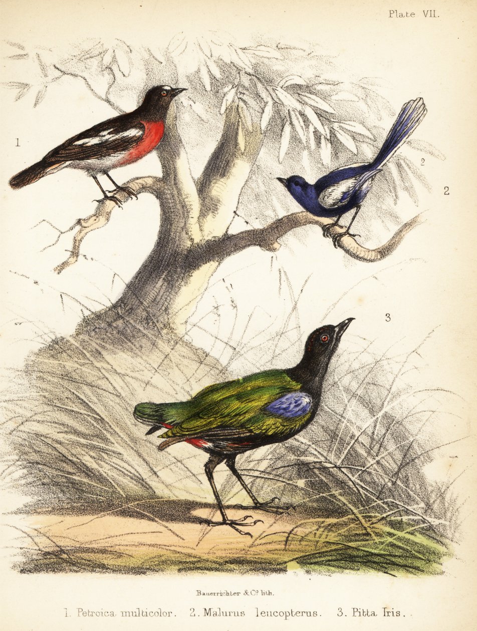 Csendes-óceáni vörösbegy, fehérszárnyú tündérfiú és szivárványos pitta. 1855 (kőnyomat) alkotó: Bauerrichter