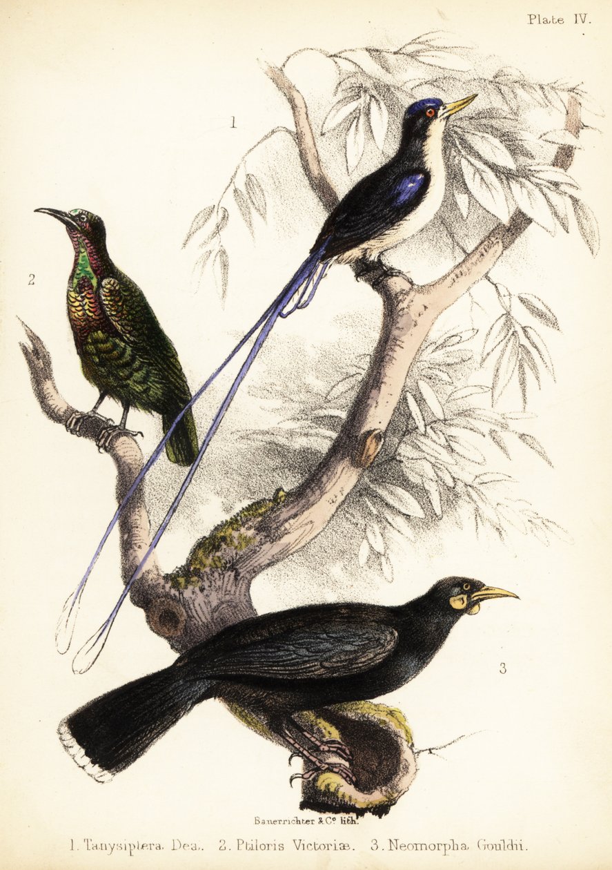 Paradicsomi jégmadár, Victoria puskamadara és kihalt huia. 1855 (kőnyomat) alkotó: Bauerrichter