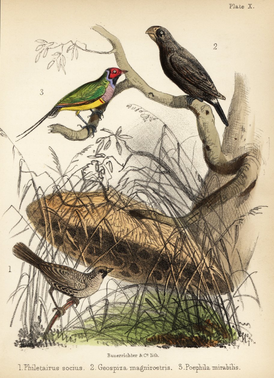 Társaságkedvelő takács, nagy pinty és Gouldi pinty. 1855 (kőnyomat) alkotó: Bauerrichter